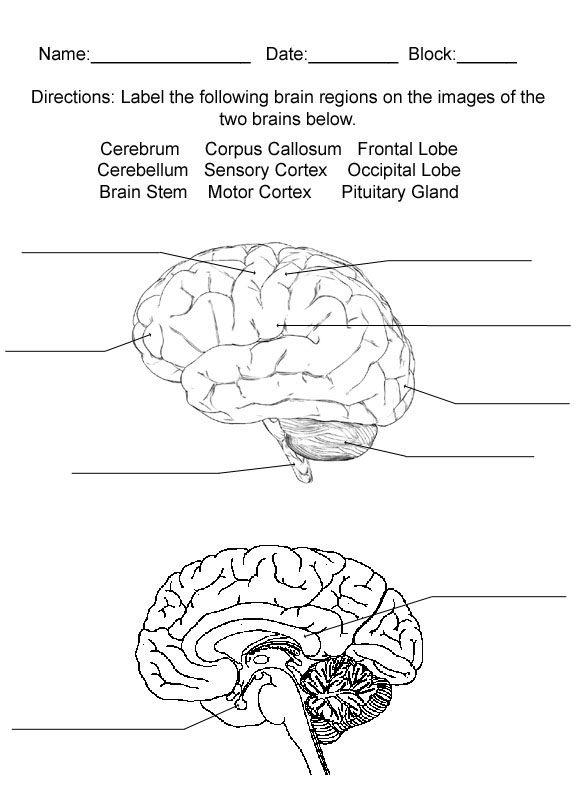 4 human brain diagram quiz : Biological Science Picture ...