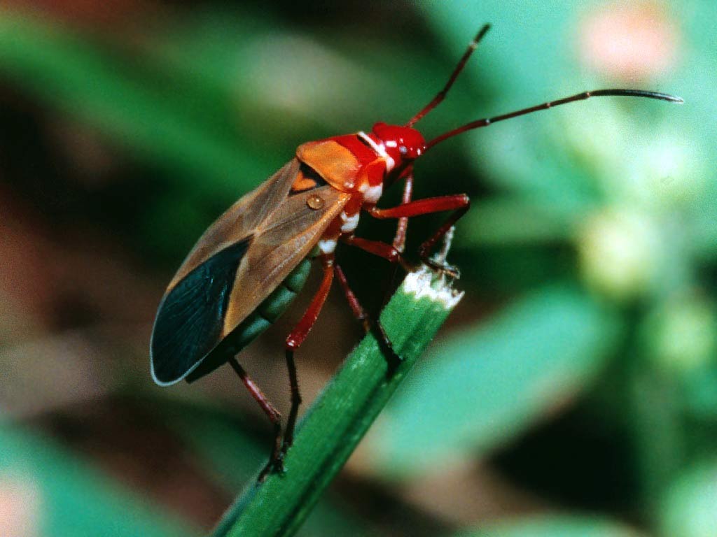 bright beetle : Biological Science Picture Directory ...