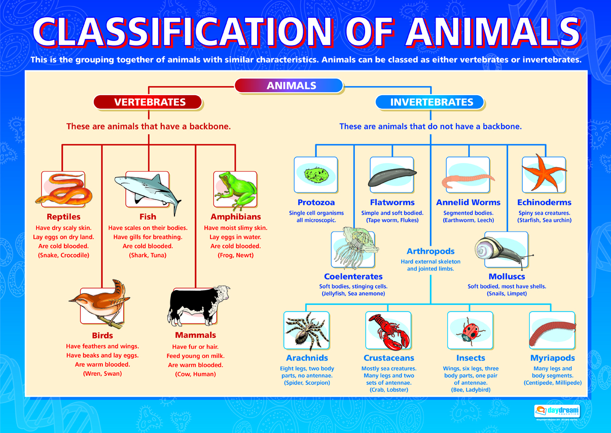 Classification Of Animals Diagram Biological Science Picture 