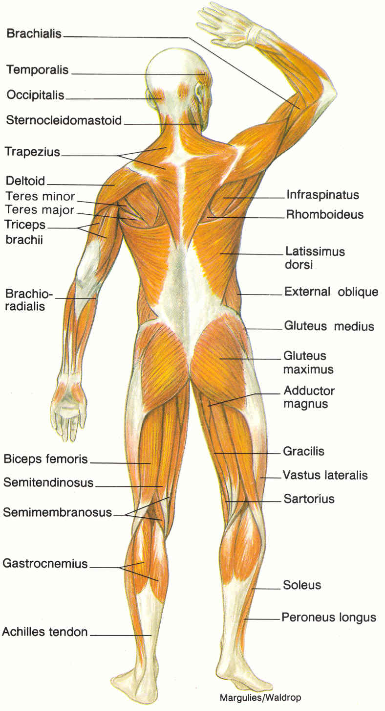human-body-muscles-labelled-muscles-diagrams-diagram-of-muscles-and-images
