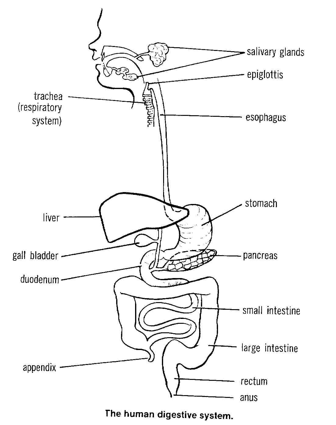 digestive-system-biological-science-picture-directory-pulpbits