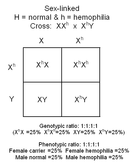 Hemophilia Punnett Square Biological Science Picture Directory Pulpbits Net