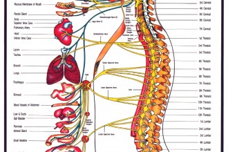 Human Central Nervous System Diagram / Labeled Nervous System Diagram
