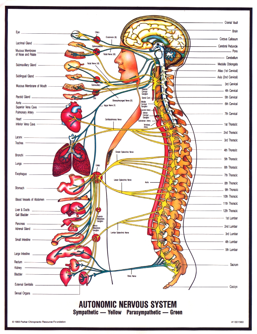 6 nervous system diagrams : Biological Science Picture Directory