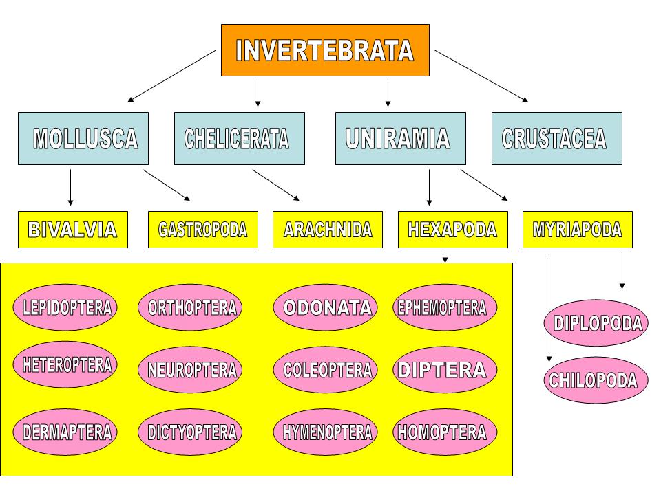 invertebrates hierarchical taxonomy diagram : Biological Science