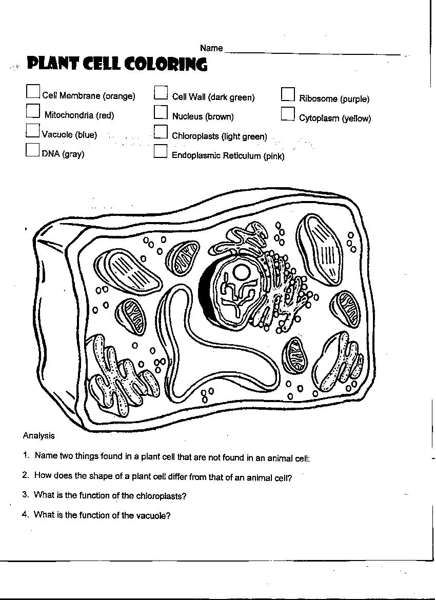 Cell Coloring Worksheet Answers