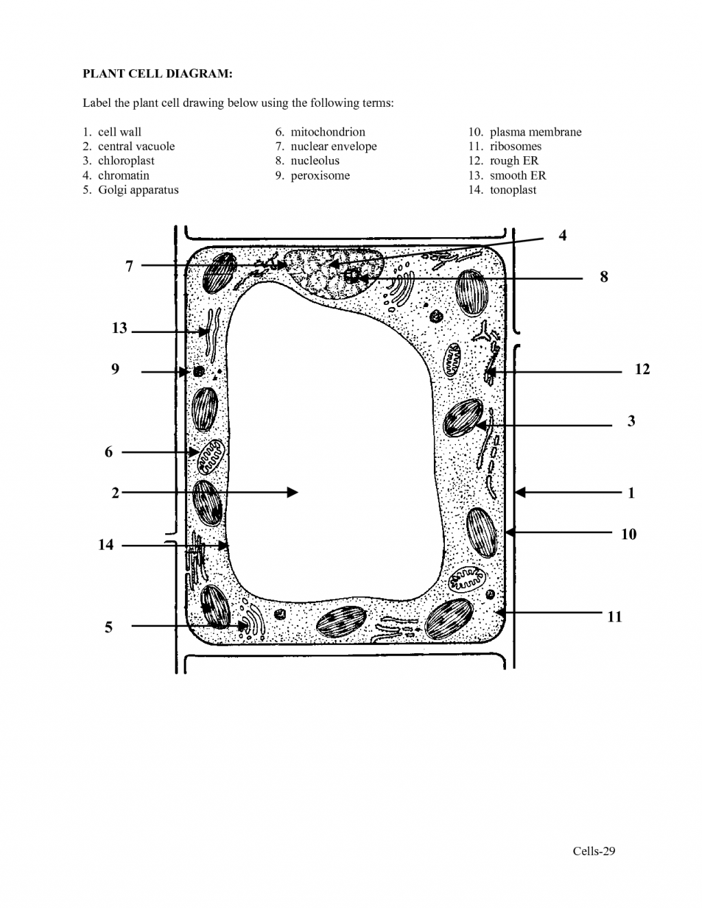label plant cell worksheet 4 : Biological Science Picture ...