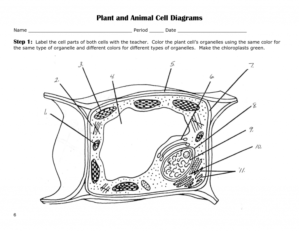 label plant cell worksheet 5 : Biological Science Picture ...