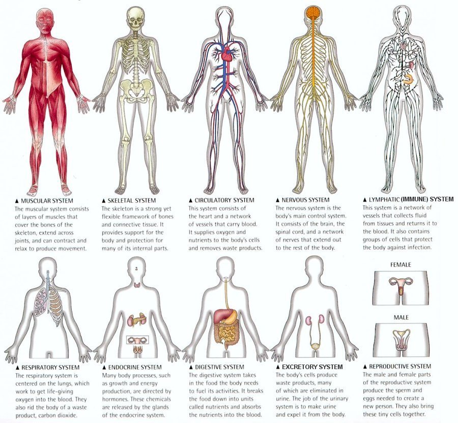 the different organ systems