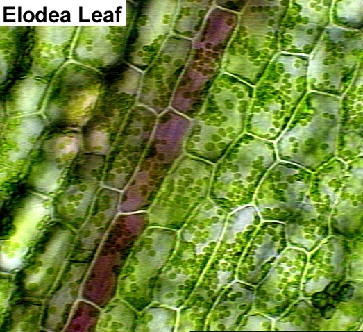 plant cell microscope lab : Biological Science Picture ...