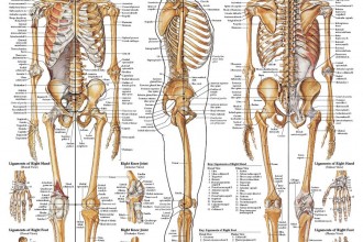skeletal system worksheets : Biological Science Picture Directory