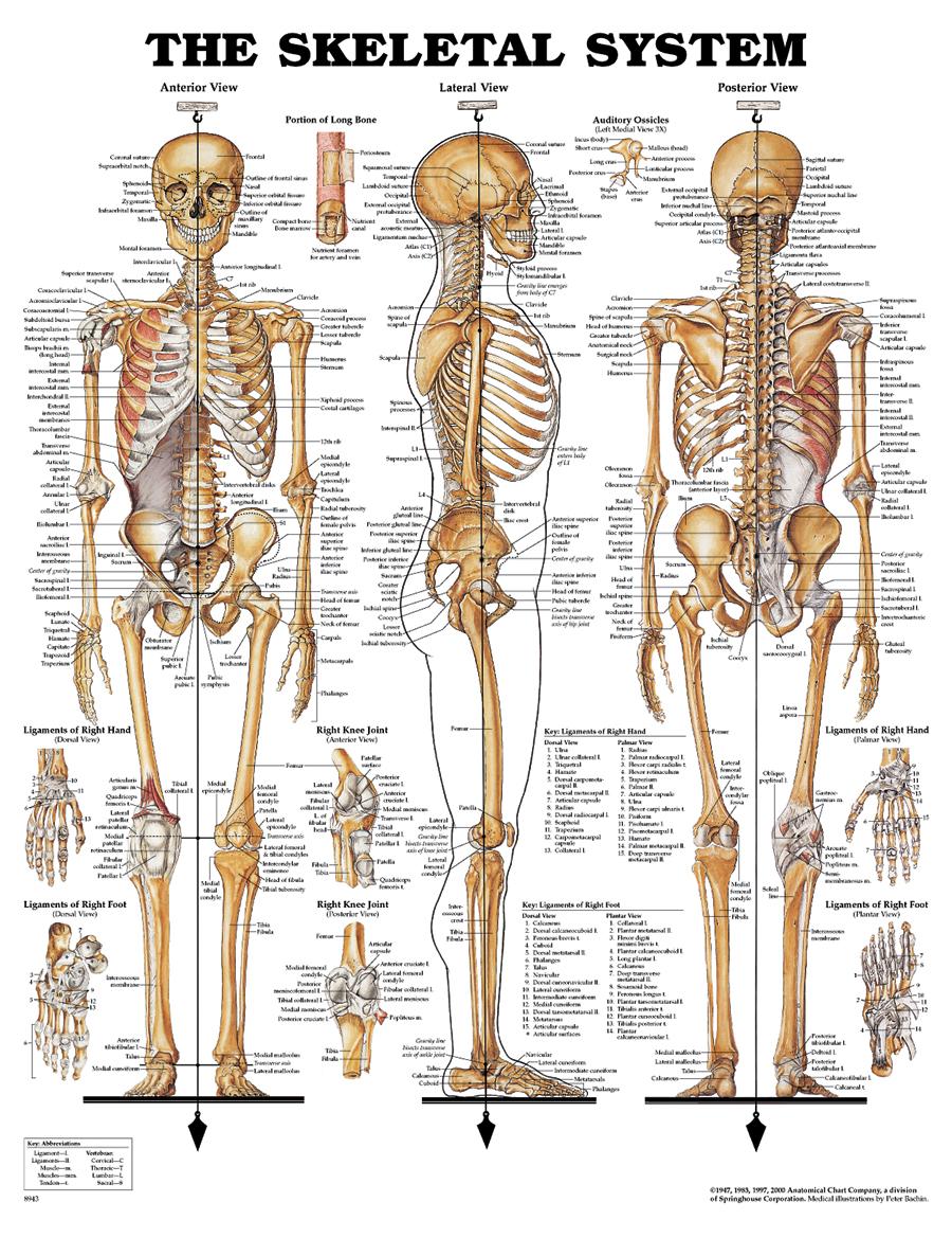 Skeletal System Study Guide Worksheet Biological Science Picture Directory Pulpbits