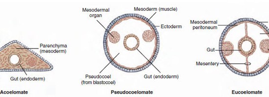 types of body cavities in invertebrates