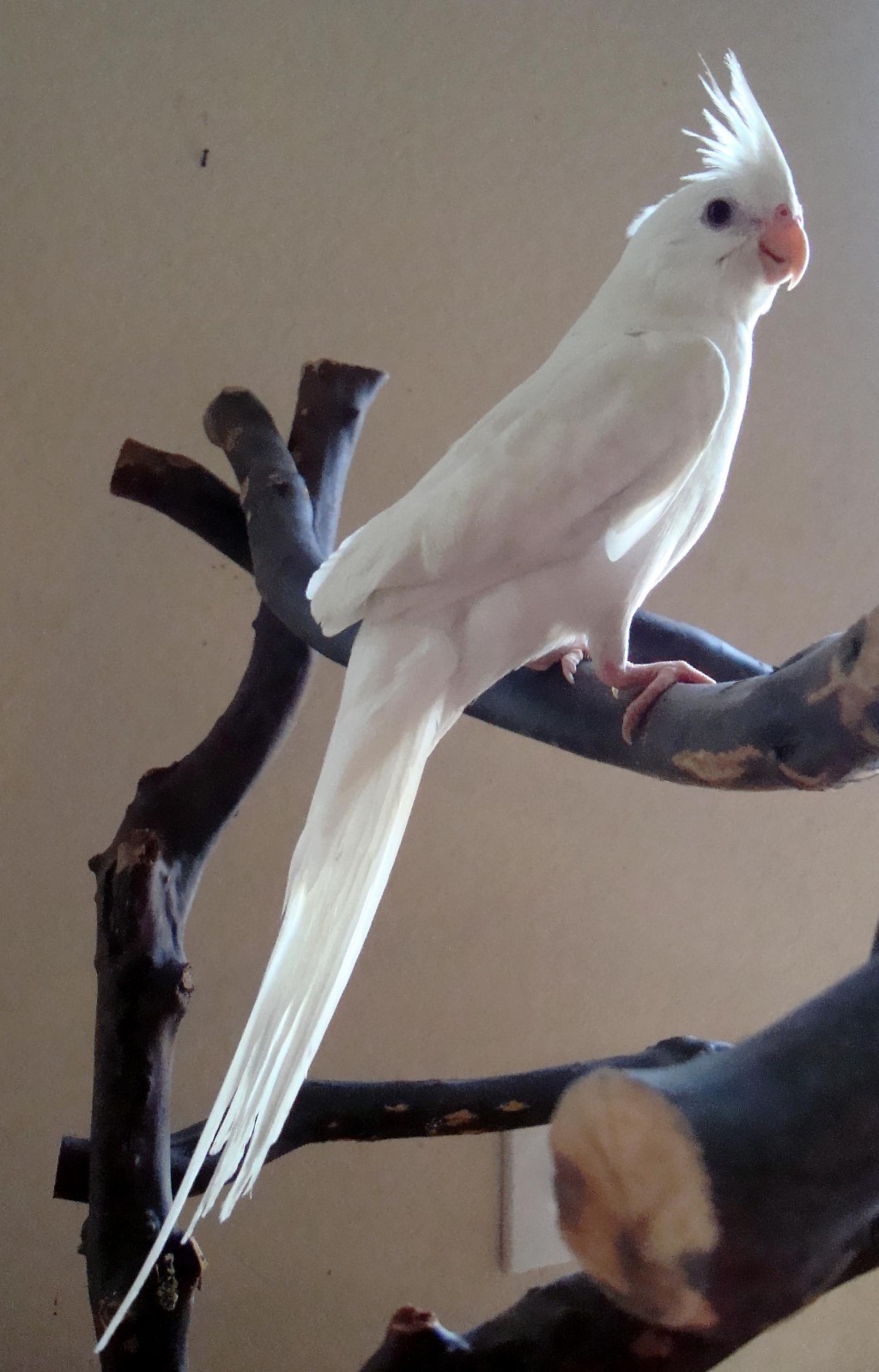 Albino Cockatiel Biological Science Picture Directory