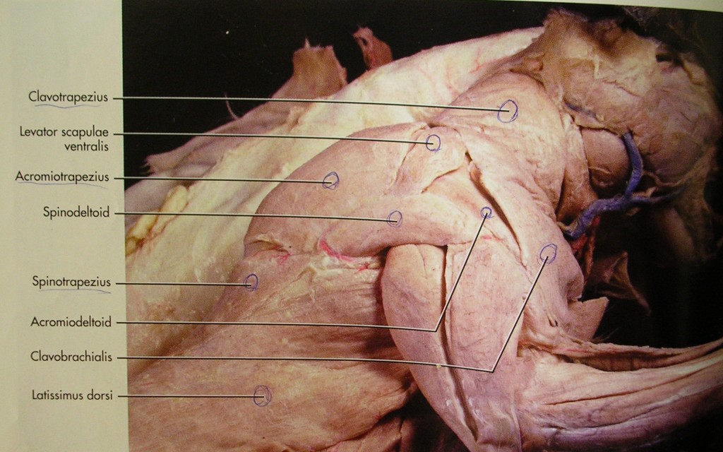 CAT DISSECTION : Biological Science Picture Directory – Pulpbits.net