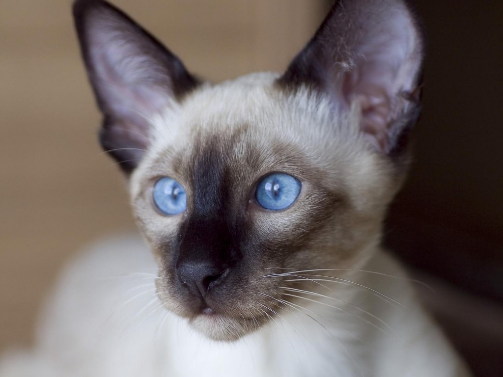 Cat Siamese : Biological Science Picture Directory – Pulpbits.net