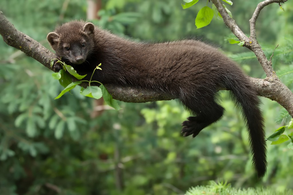 stuffed fisher cat