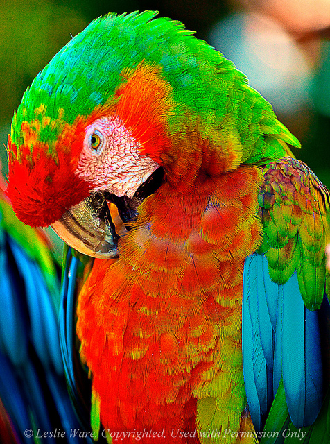 9 Beautiful Green wing macaw : Biological Science Picture ...