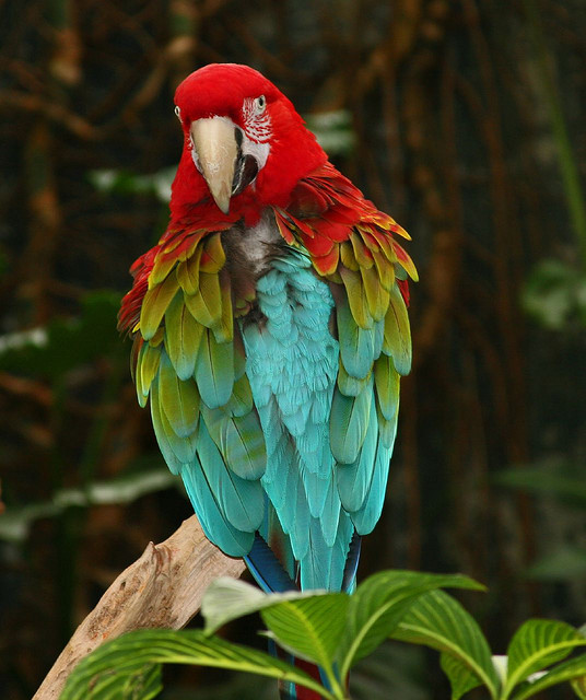 Green winged macaw : Biological Science Picture Directory ...