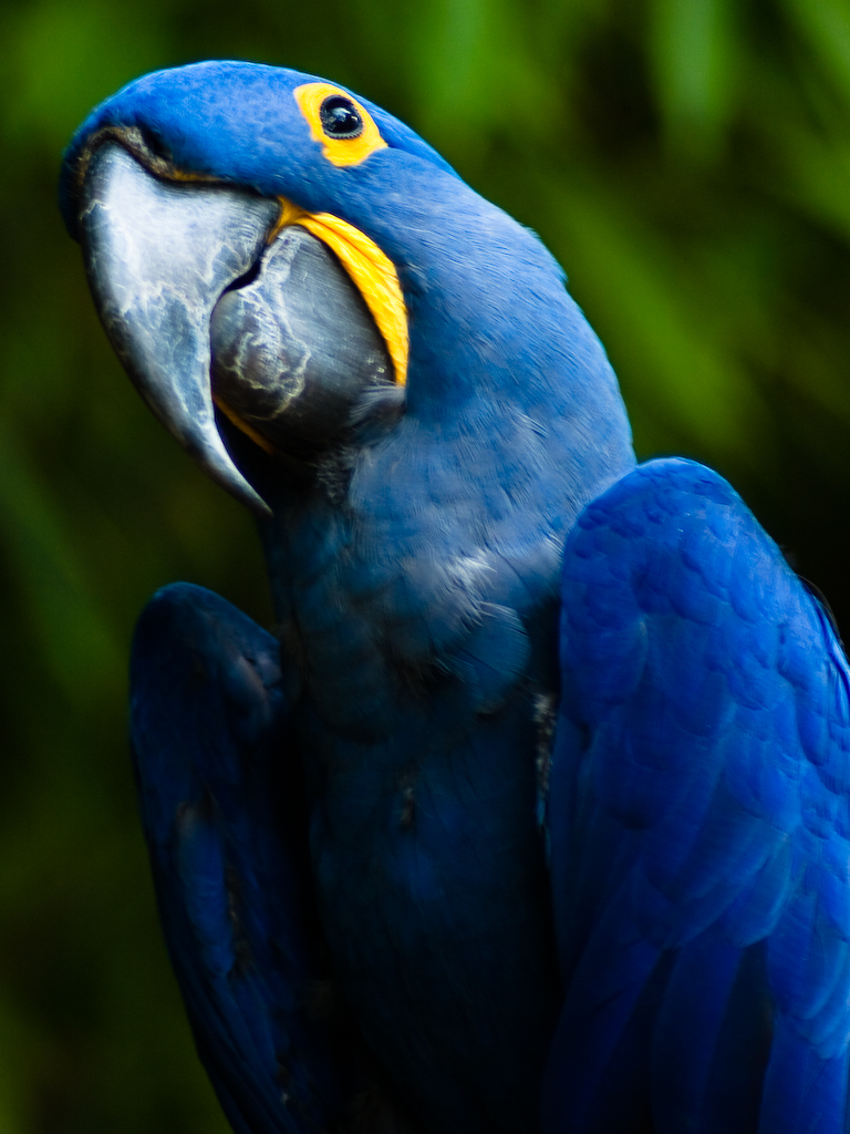 8 Wonderful Hyacinth Macaws : Biological Science Picture Directory - Pulpbits.net