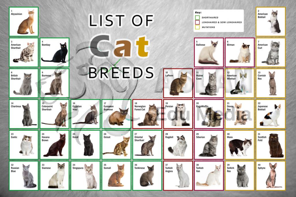 List of Cat Breeds : Biological Science Picture Directory – Pulpbits.net