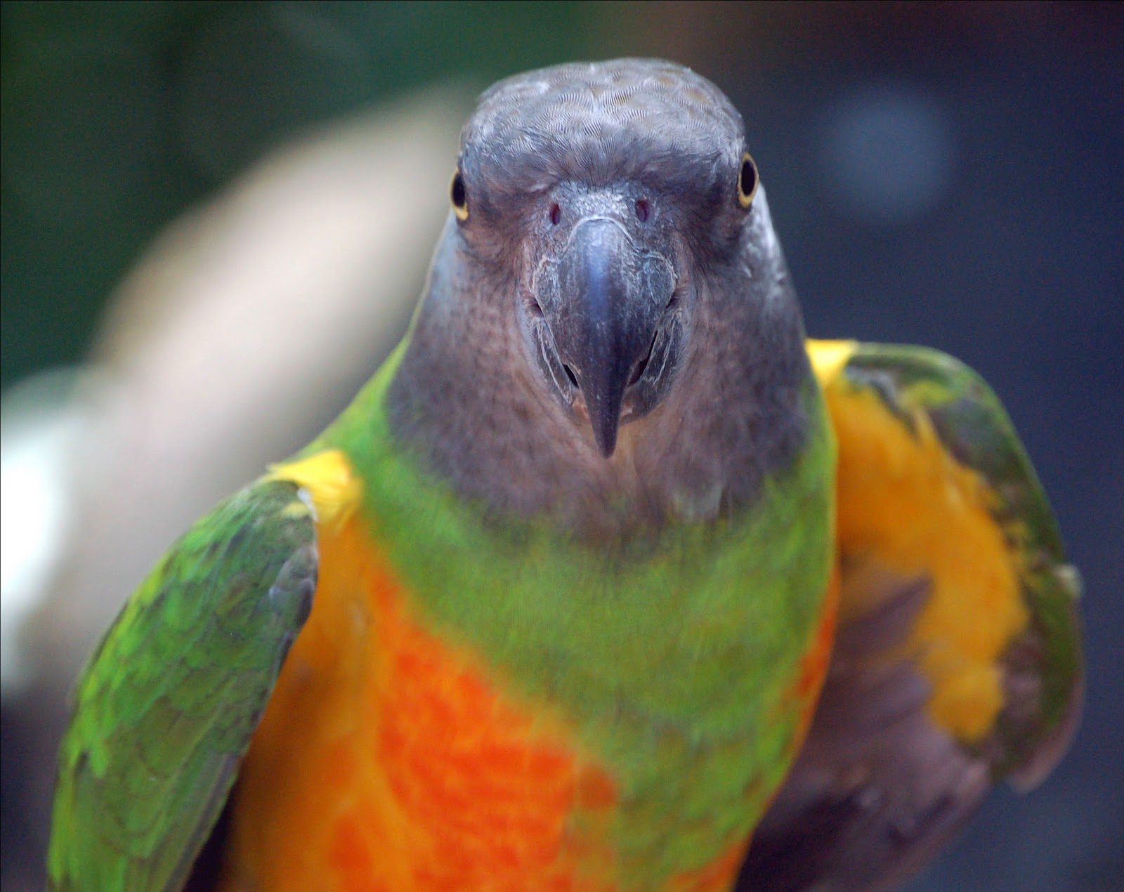 senegal parrot : Biological Science Picture Directory ...