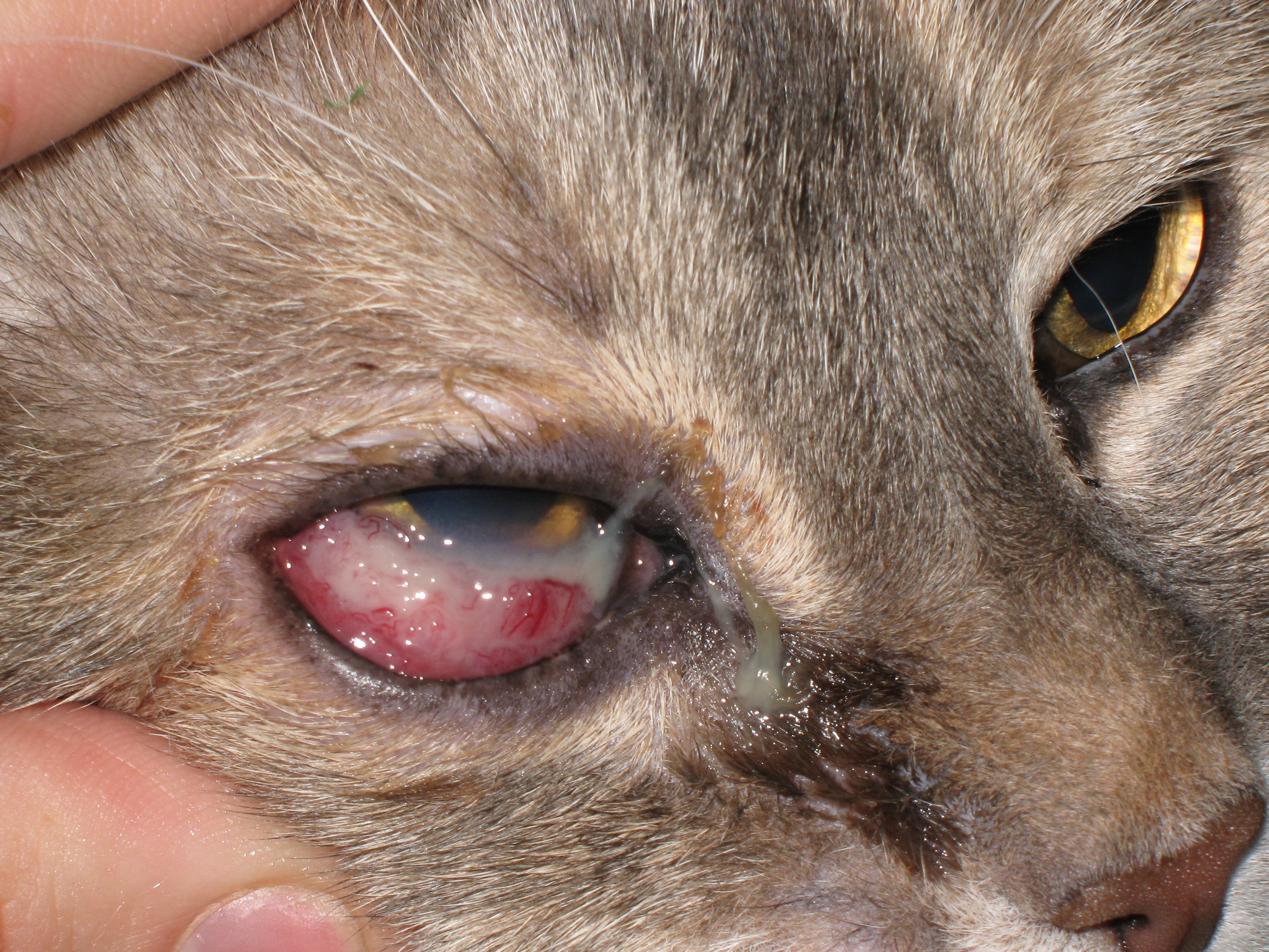 cat eye infections Biological Science Picture Directory