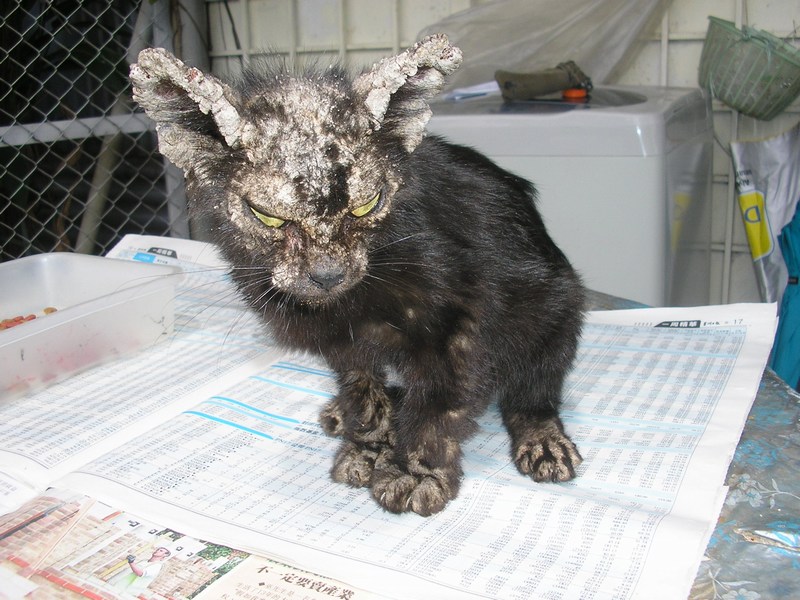 Scabies Kitten Treated at San Jose Animal Shelter