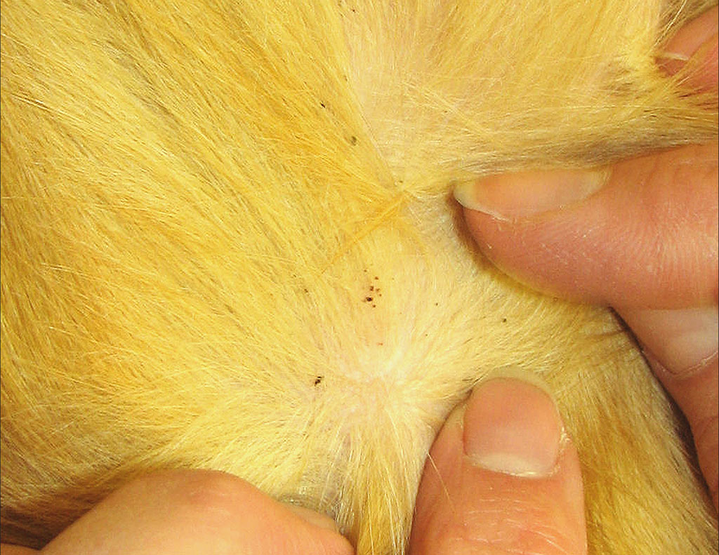 flea-and-tick-bites-on-dogs-goldenacresdogs