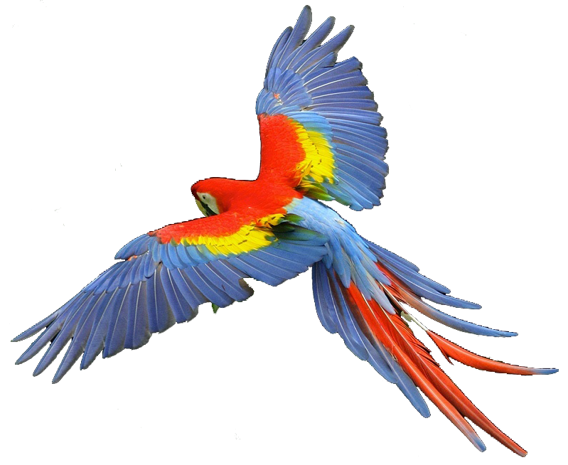 macaw scarlet : Biological Science Picture Directory – Pulpbits.net