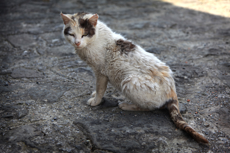 Krusty the kitten with mange | Notoedres cati. This is a ...