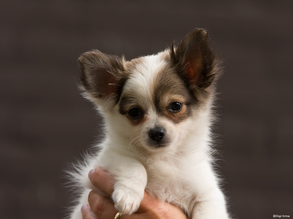 Chihuahua Puppy Pictures : Biological Science Picture ...