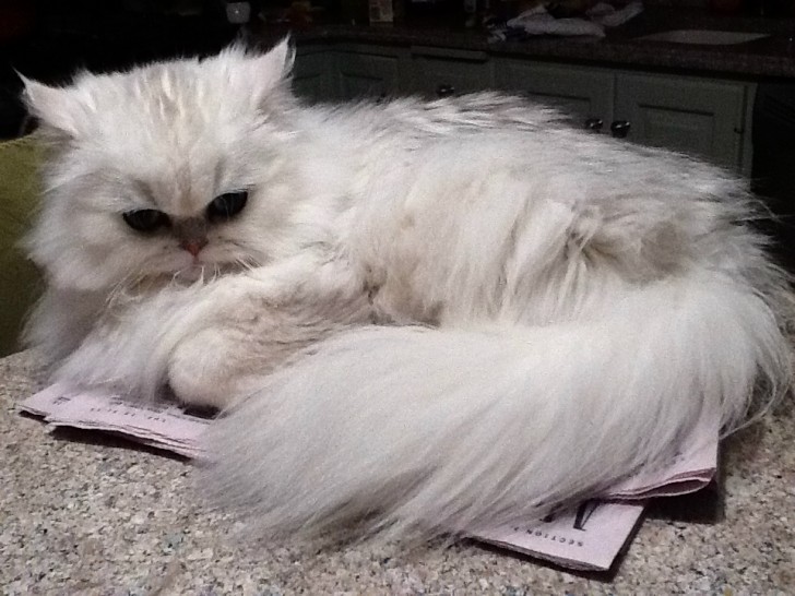 Persian Kittens Biological Science Picture Directory