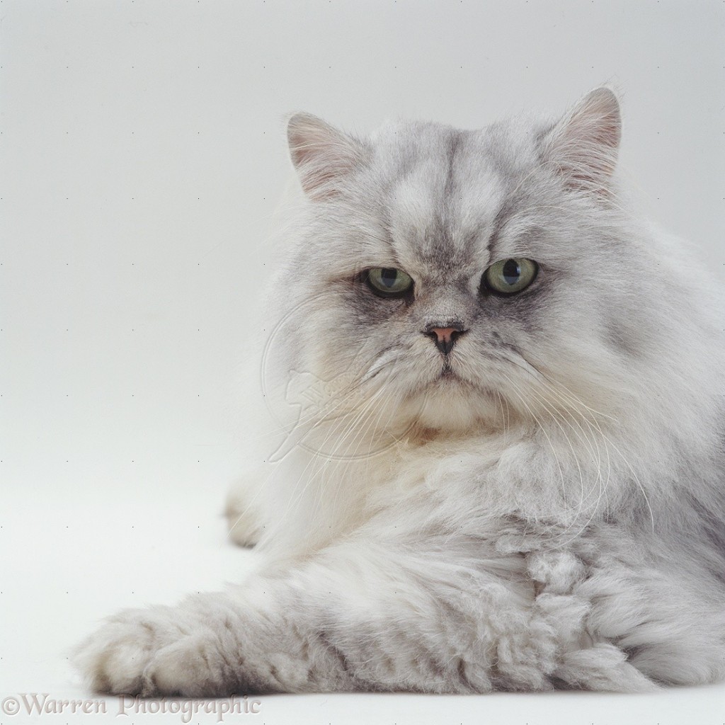 Silver Tabby Chinchilla Persian Biological Science Picture Directory 