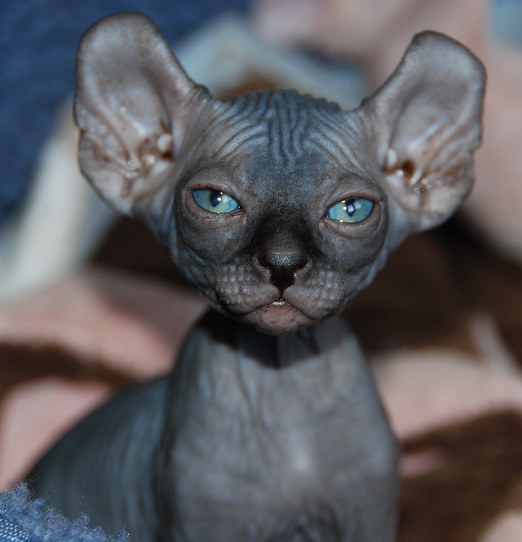 Sphynx Biological Science Picture Directory