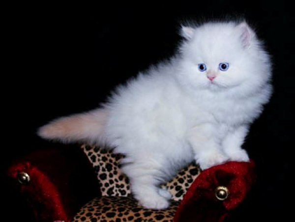 Teacup Persian Kittens Biological Science Picture Directory