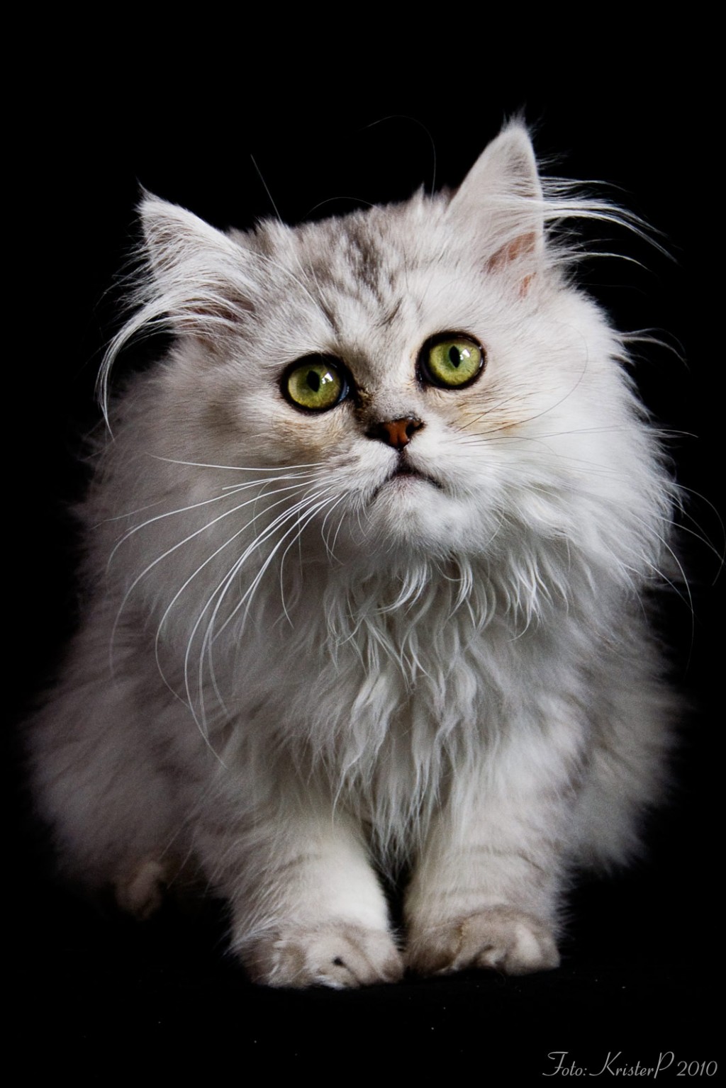grey persian cat : Biological Science Picture Directory – Pulpbits.net