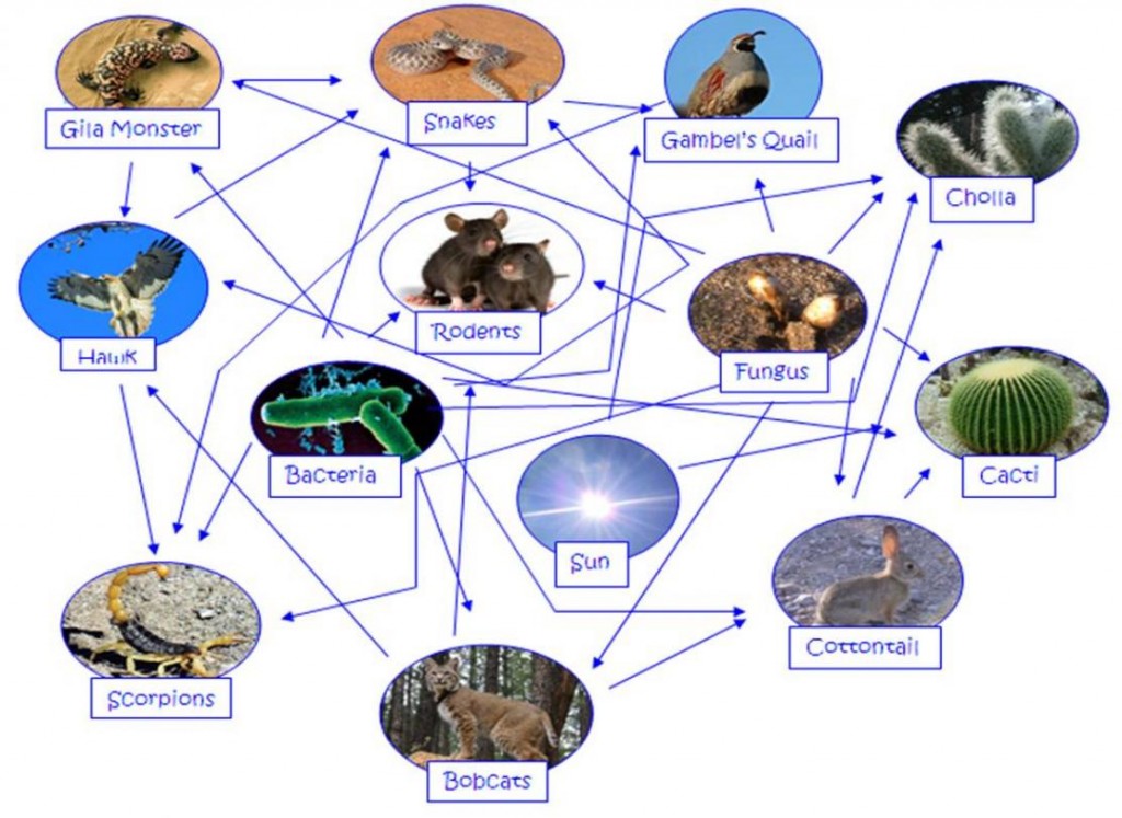 Desert Food Chain Picture Biological Science Picture Directory