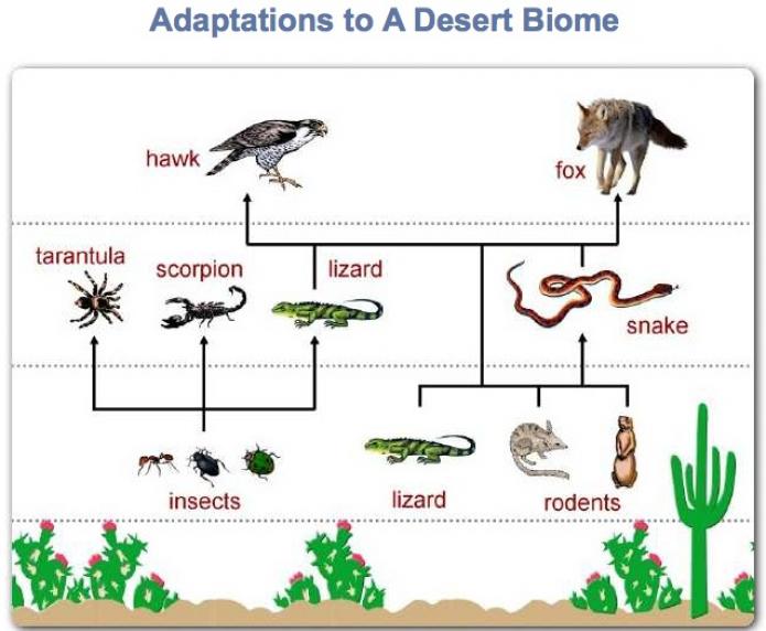 Desert Food Chain Biological Science Picture Directory Pulpbits