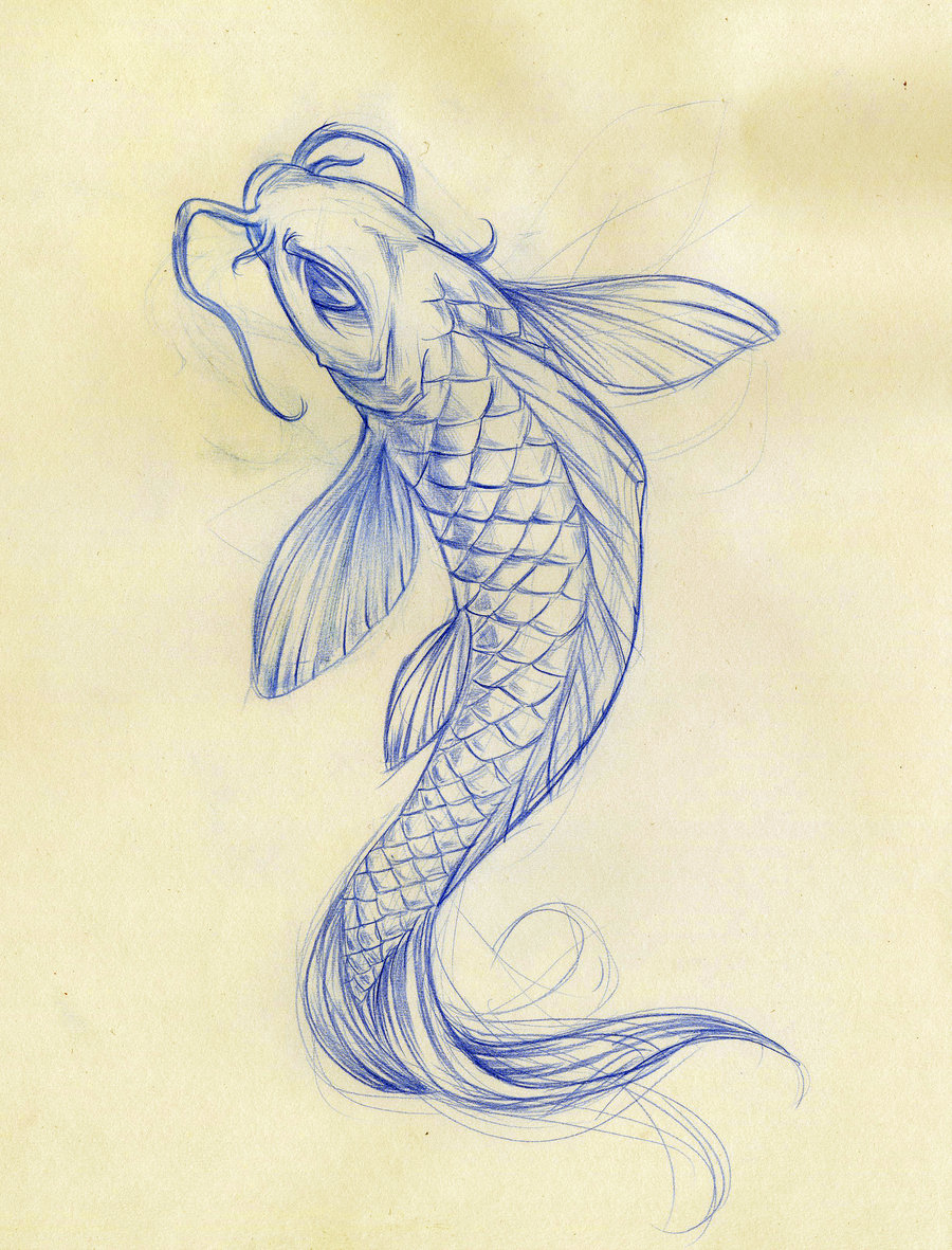 8 Good Koi fish drawings : Biological Science Picture Directory