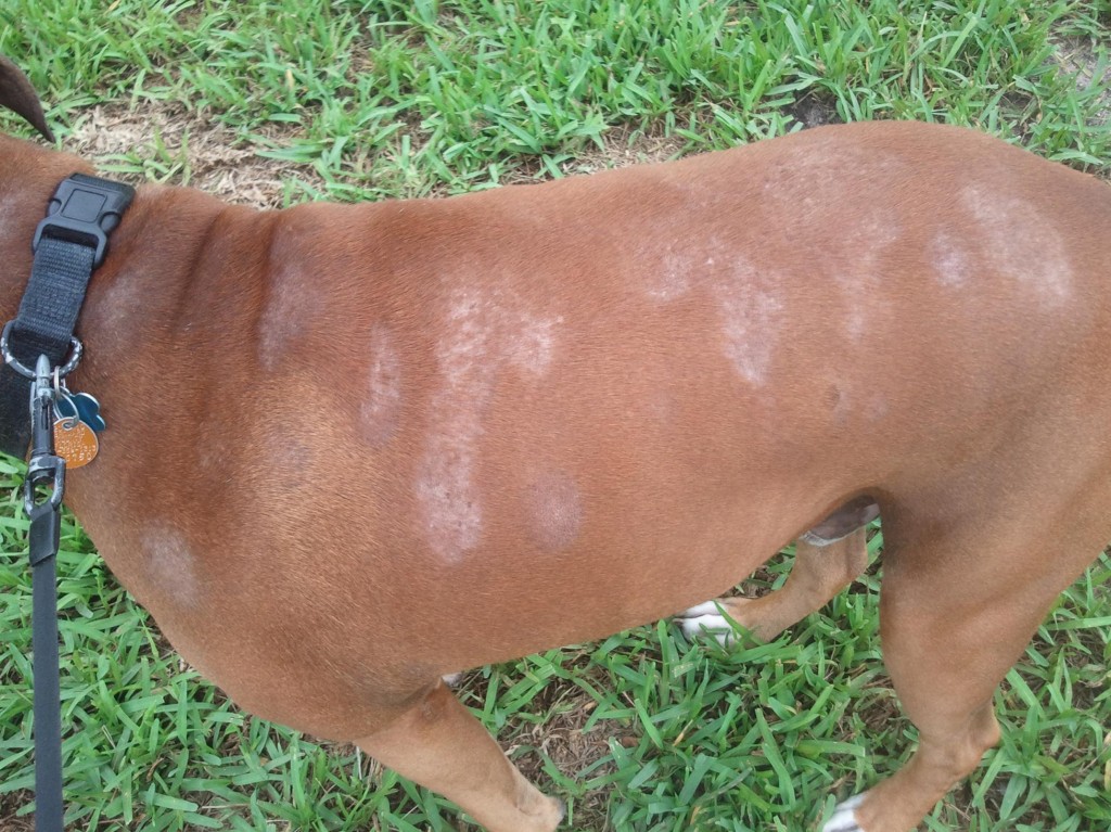 Images Of Dog Skin Allergies