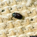 black carpet beetle facts , 5 Carpet Beetle Facts In Beetles Category