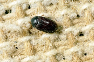 Black Carpet Beetle Facts , 5 Carpet Beetle Facts In Beetles Category