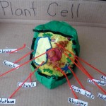 3d Plant Cell with labels , 5 Plant Cell 3d Project Ideas In Cell Category