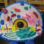  3d model of an animal cell , 2 Pictures Of 3d Animal Cell Project Materials In Cell Category
