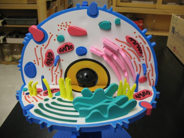 Cell , 2 Pictures Of 3d Animal Cell Project Materials :  3d Model Of An Animal Cell