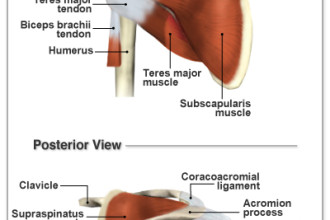 4 muscles and tendons of the rotator cuff in Butterfly