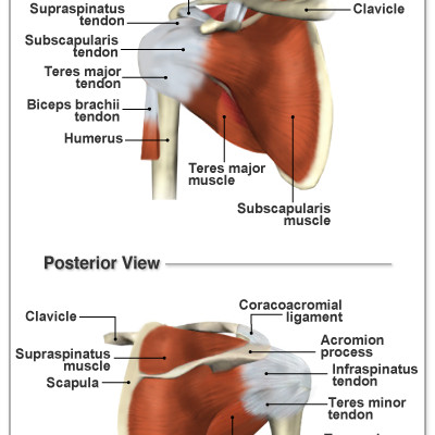 5 rotator cuff anatomy muscles in Muscles - Biological Science Picture ...