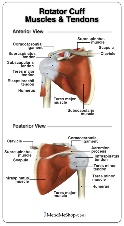 4 muscles and tendons of the rotator cuff