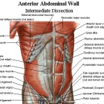 Abdominal Muscles , 4 Abdominal Muscle Anatomy Diagram In Muscles Category